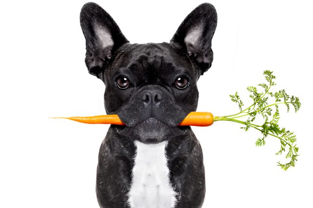frenchie and carrot