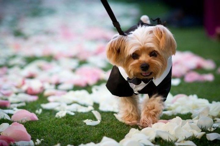 Dog walking through the flowers wearing a tuxedo