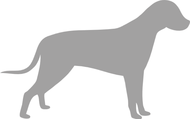 grey dog1