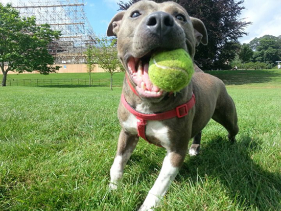 photoBg dog tennisball