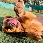 Doggy Day Care Cornwall | St Erth