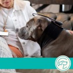 Calmer Canine® — The Solution to Canine Separation Anxiety