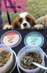 Different dog - Cavalier checks out their food at the  Dog show