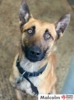 German Shepherd Rescue Elite (GSRE) - Rescue and Rehoming UK