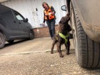 K9 Scent &amp; Search UK | Canvey | Essex