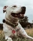 PAWESOME PET TAGS - Pet tags with self-healing superpowers!