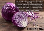 red cabbage info