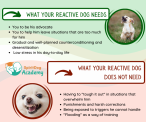 SpiritDog Training | What your reactive dog needs
