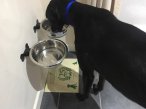 Bear the Greyhound enjoying his tea with his new wall mounted bowl