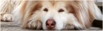 Malamute Matters - Helping Rescue Dogs In Need