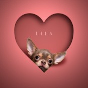 Oh So Portraits  | Heartfelt Pets | Lila