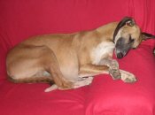 Evesham Greyhound and Lurcher Rescue