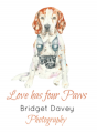 Bridget Davey Photography | Pet Portraits