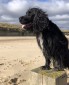 Client Review 2020 | East Ruston Cottages - Dog Friendly, Self Catering Holidays in Norfolk